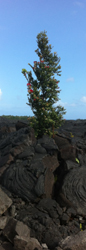 Plant growing in old lava